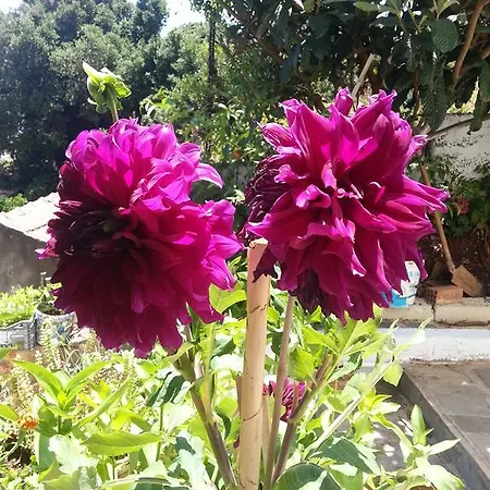 Guest house Friderica House