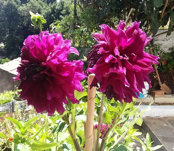 Guest house Friderica House